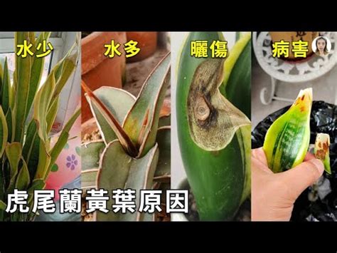 虎尾蘭枯萎|[掛號] 金邊虎尾蘭枯萎怎麼救